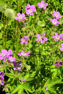 Герань лесная (Geranium sylvaticum L.)