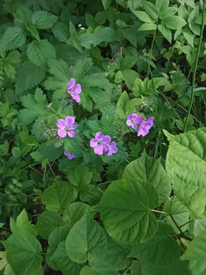 Гербарий КГПУ им Л.М. Черепнина - Гербарий. Вид 'Geranium sylvaticum L. / Герань  лесная'