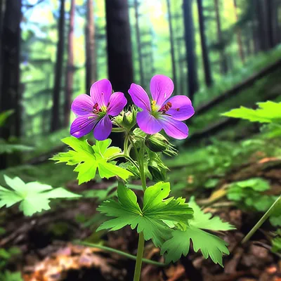 Герань лесная (Geranium sylvaticum). Фото на сайте \"Грибы: информация и  фотографии\"