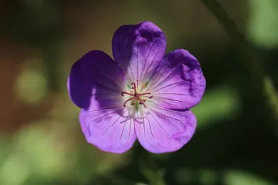 Не сдаются! :о) Герань и мокрица, Герань лесная — Geranium… | Flickr