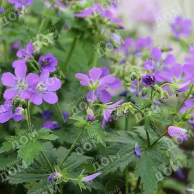 Igar Dadzkov on X: \"Wood cranesbill. Midsommarblomster. Герань лесная  (цветок летнего солнцестояния). #nature #flowers #cranesbill  #midsommarblomster #FlowersPhoto https://t.co/yhvH3Cp53d\" / X