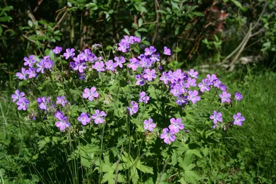 Герань лесная (Растения Тюменского района и Тюмени. Часть 2.) · iNaturalist