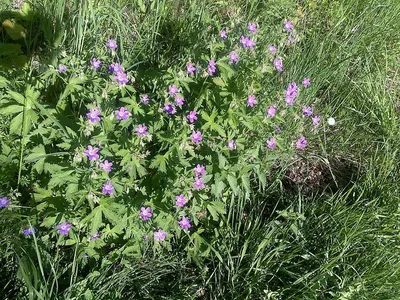 Фотокаталог растений: Герань лесная (Geranium sylvaticum)