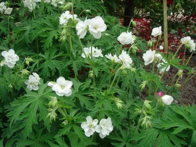 Woodland geranium (wood cranesbill) | Герань лесная | Dmitri Zoubov | Flickr