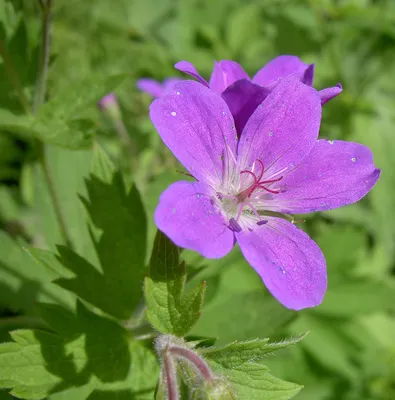 Герань луговая (Geranium pratense) - Герань великолепная - Герань -  Многолетние цветы - Библиотека - LESKOVO-PITOMNIK.ru