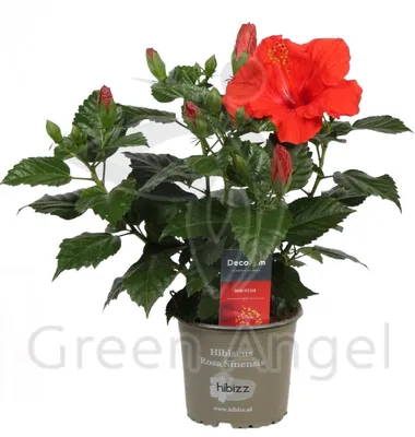 Гибискус - купить. Китайская роза (Hibiscus). Купить в Киеве китайскую роз