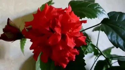 Гибискус – китайская роза поможет исцелиться - Kaufbei