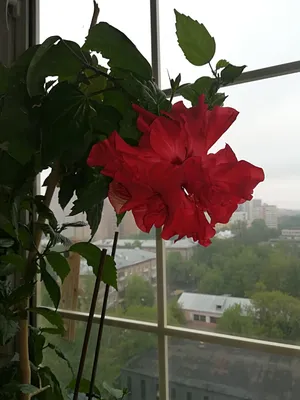 Гибискус (Китайская роза) Surprising Hibiscus Flower - YouTube