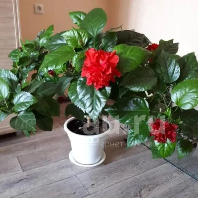 Гибискус Китайская роза | Купить саженцы в питомнике Мир Садовод, Крым