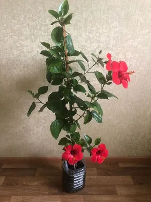 Гибискус или китайская роза | BEGONIA Collection (Коллекция БЕГОНИЙ)