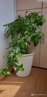 Гибискус, китайская роза ассорти - купить в интернет-магазине  FreshPlants.ru с доставкой по Москве, области, России