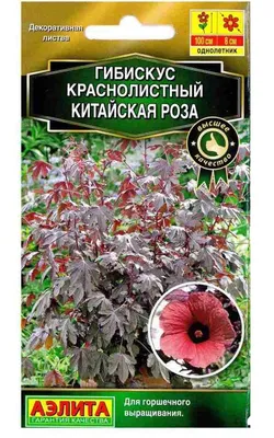 Китайская роза или Гибискус в Турции | VMersine.com