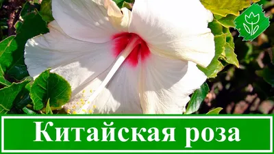 Гибискус китайский: современные сорта