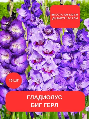 Гладиолус Рождение души – 100 лучших гладиолусов