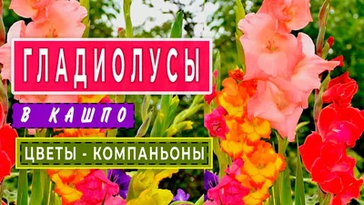 Ботанический сад на выходные приглашает на выставку гладиолусов -  туристический блог об отдыхе в Беларуси