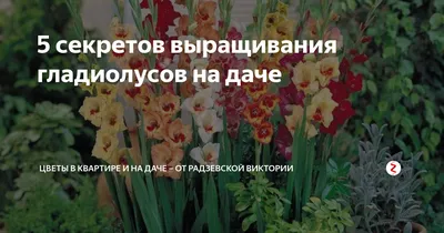 Цветение коллекции гладиолусов | Центральный ботанический сад
