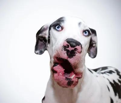 ТОП-5 самых больших собак ⠀ Ольга Журавлёва рассказала нам про 6 пород —  какая вам больше нравится? Видели этих красавцев в жизни? ⠀ 💬… | Instagram