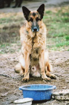 2PETS Шлейка для больших собак крупных пород