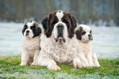 Дождевик для больших собак «Графит», зеленый, одежда для собак средних,  крупных пород (ID#1265834600), цена: 675 ₴, купить на Prom.ua
