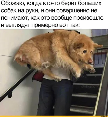 Городской голова Калуги пригласил на личный прием хозяина злых собак