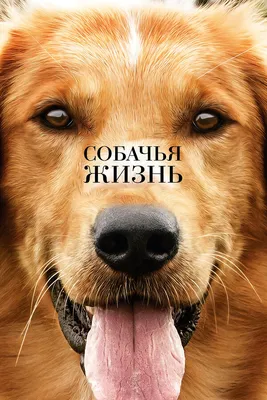 Пёс в обличье льва — самая дорогая собака в Екатеринбурге. ТОП-5 самых  дорогих собак в столице Урала: Общество: Облгазета