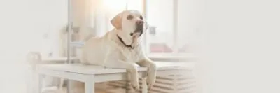 Самые глупые породы собак, по мнению, Стэнли Корена | МанкиБлог | Дзен