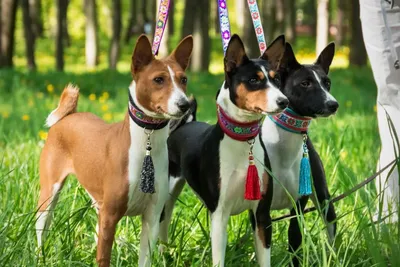 Горе от ума: 10 пород собак, которых незаслуженно считают глупыми - Питомцы  Mail.ru