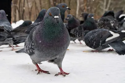 Как зимует голубь: 8 интересных фактов из жизни сизокрылой птицы |  Приключения натуралиста | Дзен