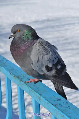 Голубь — конкурс \"Птицы зимой\" — Фотоконкурс.ру
