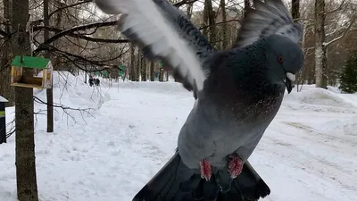 красивые голуби сидят на снегу в городском парке зимой. Стоковое Фото -  изображение насчитывающей биографической, подавать: 265758500