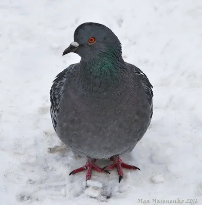 Орнитолог рассказал, почему в Казани стало меньше голубей - KP.RU