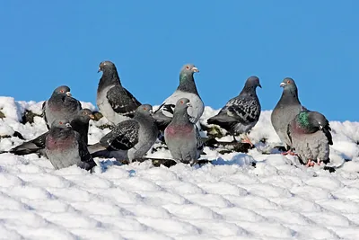Как зимует голубь: 8 интересных фактов из жизни сизокрылой птицы |  Приключения натуралиста | Дзен