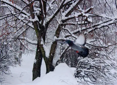 Пара голубей зимой сидит на подоконнике, Стоковое видео - Envato Elements