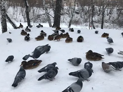 Красивый голубь сидит на снегу в городском парке зимойx9 | Премиум Фото