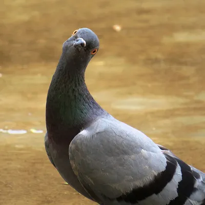 Генетику назвали причиной массовой гибели голубей в Хабаровске — Новости  Хабаровска
