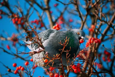 15 января — День зимующих птиц России — МОУ ДО СДиЮТиЭ (ЮТ) \"СТРАННИК\"