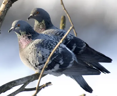 Сплошной ковёр голубиного помёта»: новокузнечане недовольны нашествием птиц  в центре города - ВашГород