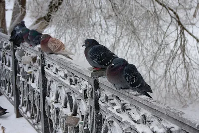 Чем кормить городских птиц зимой