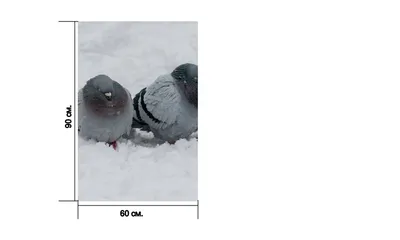 Голубя птицы зимой (42 фото) - красивые фото и картинки pofoto.club