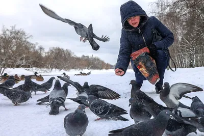 Прежде чем голубей из рук выпустите, загадайте желание и шепните об этом  птичке» - новости Бурятии и Улан-Удэ