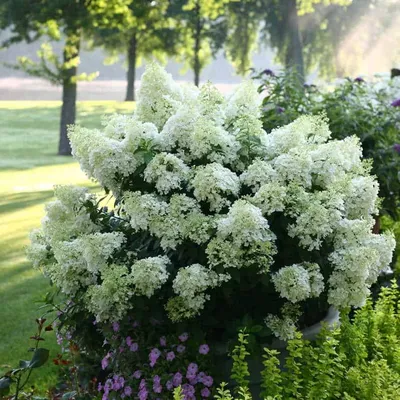 Гортензия метельчатая Бобо Hydrangea paniculata 'Bobo') - Дослідна Станція  Садівництва