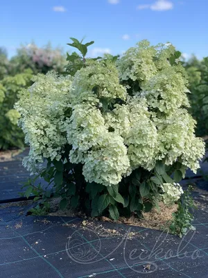 Гортензия метельчатая \"Бобо\" (Hydrangea paniculata \"Bobo\") - Питомник и  Садовый центр Русские Деревья