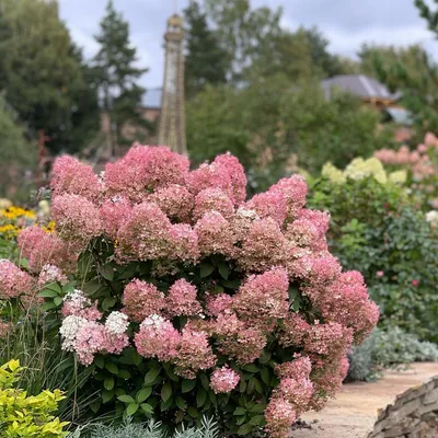 Гортензия метельчатая (Hydrangea paniculata `Bobo`) - Гортензия метельчатая  - Кустарники - Каталог - LESKOVO-PITOMNIK.ru