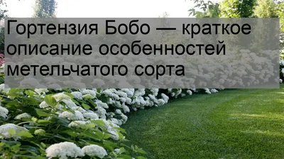 Гортензия метельчатая (Hydrangea paniculata `Bobo`) - Гортензия метельчатая  - Кустарники - Каталог - LESKOVO-PITOMNIK.ru
