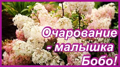 Гортензия метельчатая Бобо - фото и описание в каталоге