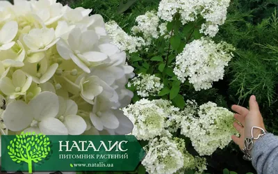 Гортензия метельчатая Бобо (Bobo) — купите саженцы в контейнере в  Краснодаре - Прекраснодар — садовый центр в Краснодаре