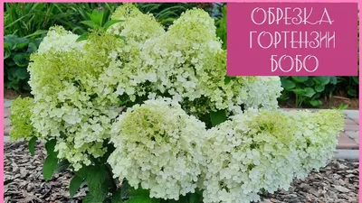 Гортензия метельчатая Бобо (Bobo) C1,5 Сибирский Агросоюз