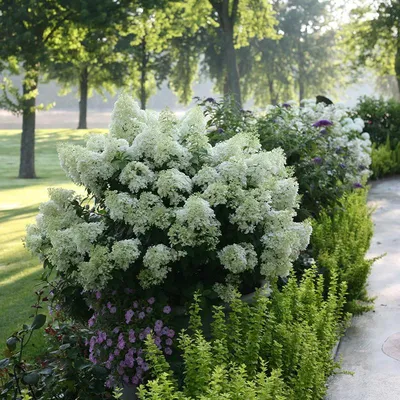 Гортензия метельчатая \"Бобо\" (Hydrangea paniculata \"Bobo\") - Питомник и  Садовый центр Русские Деревья