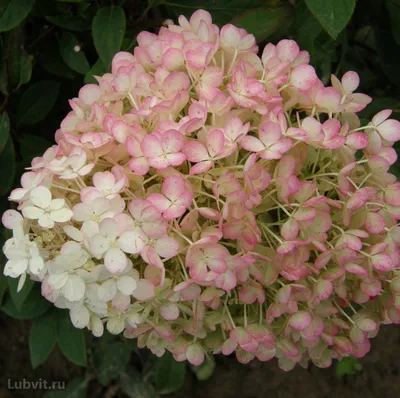 Гортензия метельчатая (Hydrangea paniculata `Bobo`) - Гортензия метельчатая  - Кустарники - Каталог - LESKOVO-PITOMNIK.ru