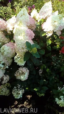 Гортензия метельчатая Бобо. (Hydrangea paniculata Bobo) С3, 3-летка купить  в интернет-магазине ЦВІТСАД с доставкой по Украине